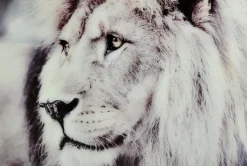 Lion Tavla 60x90cm