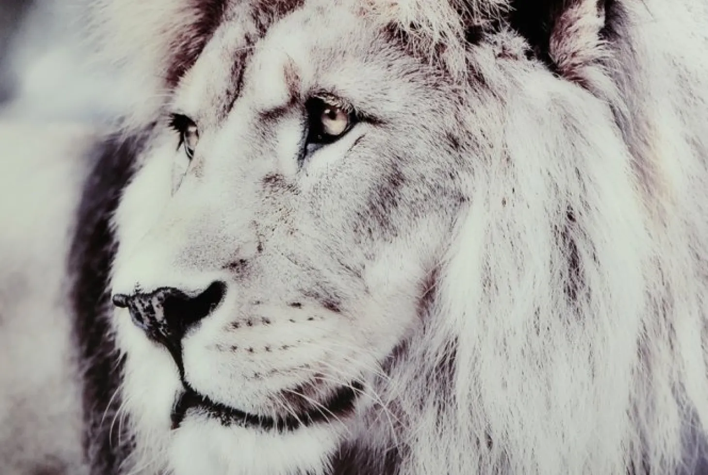 Lion Tavla 60x90cm